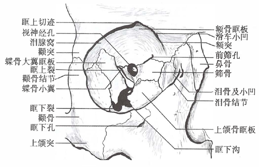 眼眶骨壁