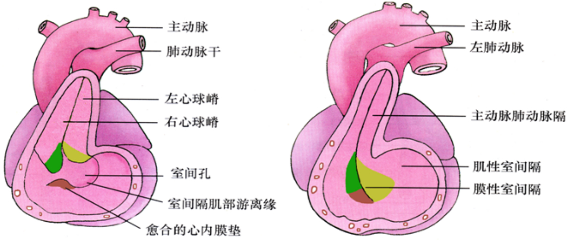 膜性室间隔的形成