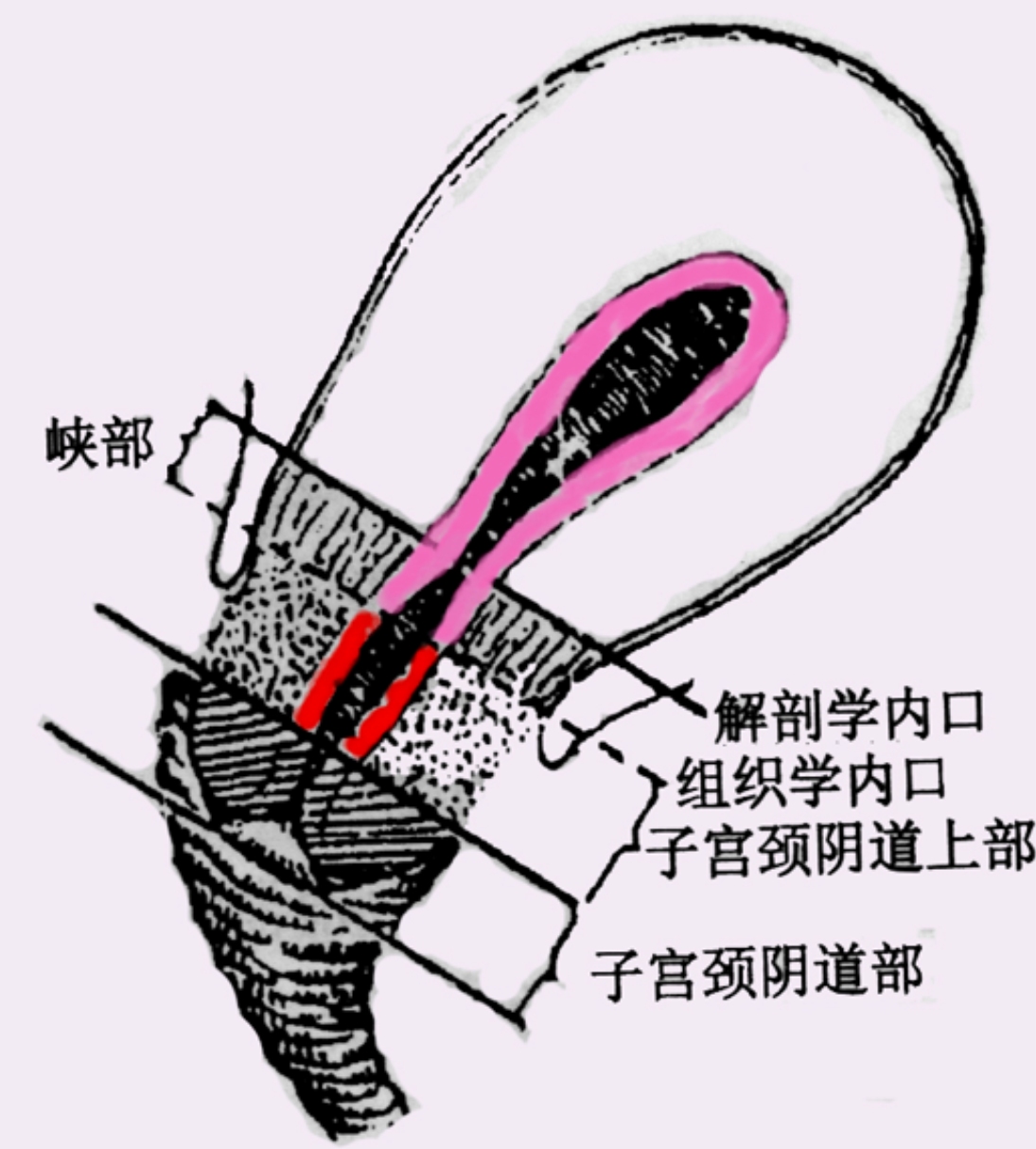 子宫峡部