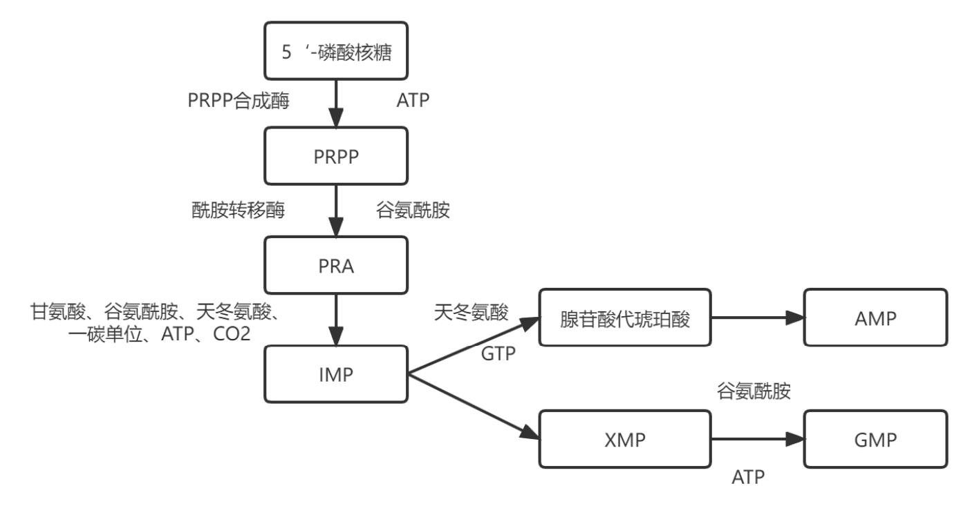 嘌呤核苷酸的从头合成