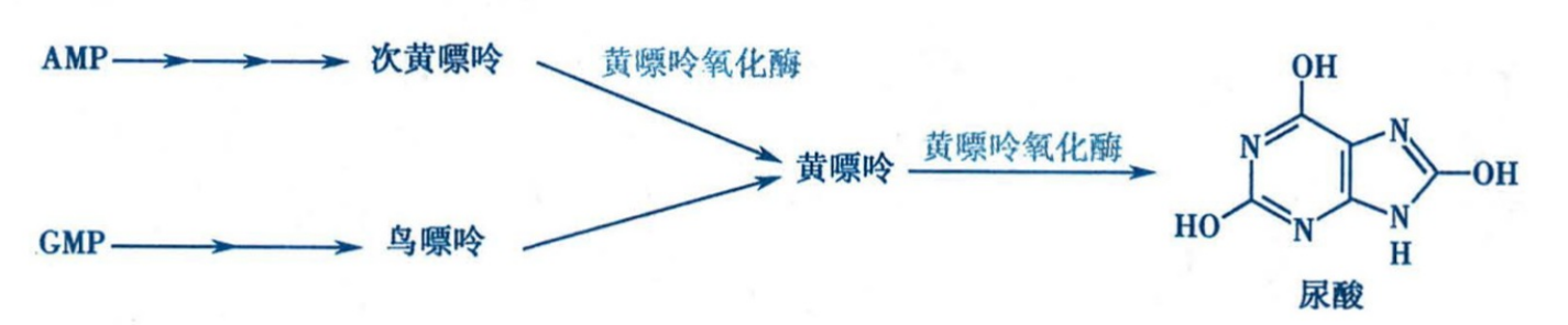 嘌呤核苷酸的分解代谢