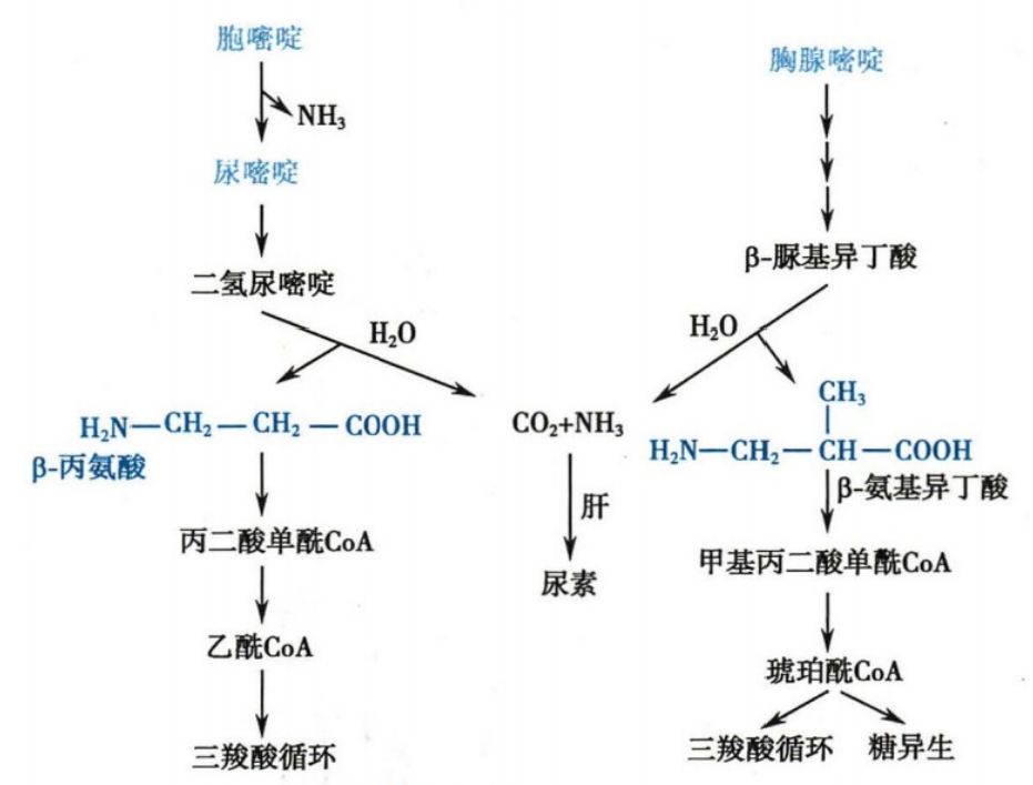 嘧啶碱的分解代谢