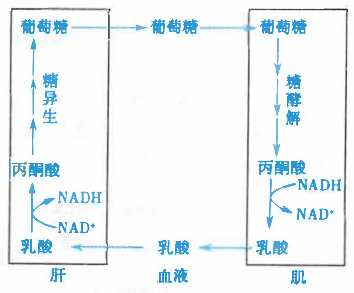 乳酸循环