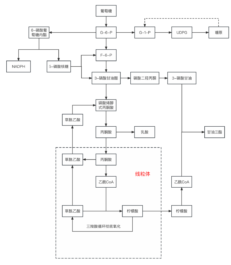 糖代谢总图