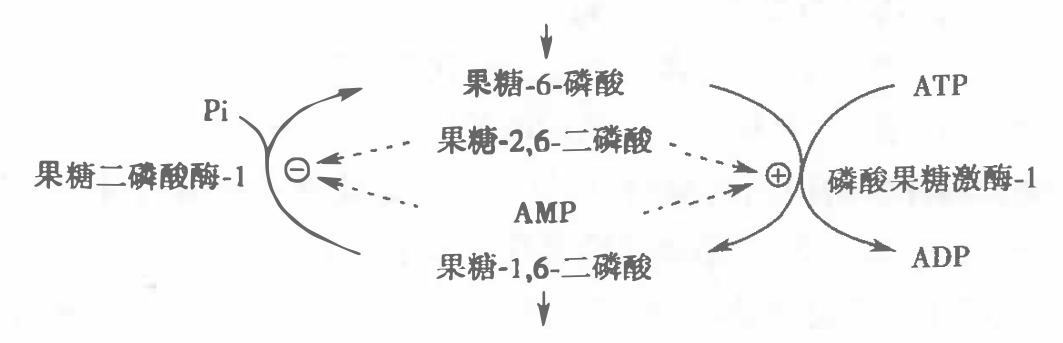 糖异生与糖酵解调节的第一个底物循环