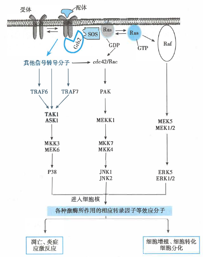 蛋白激酶偶联受体介导信号转导的 MAPK 途径