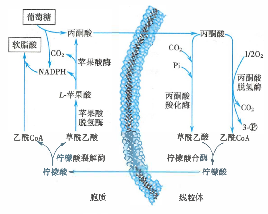 柠檬酸-丙酮酸循环示意图