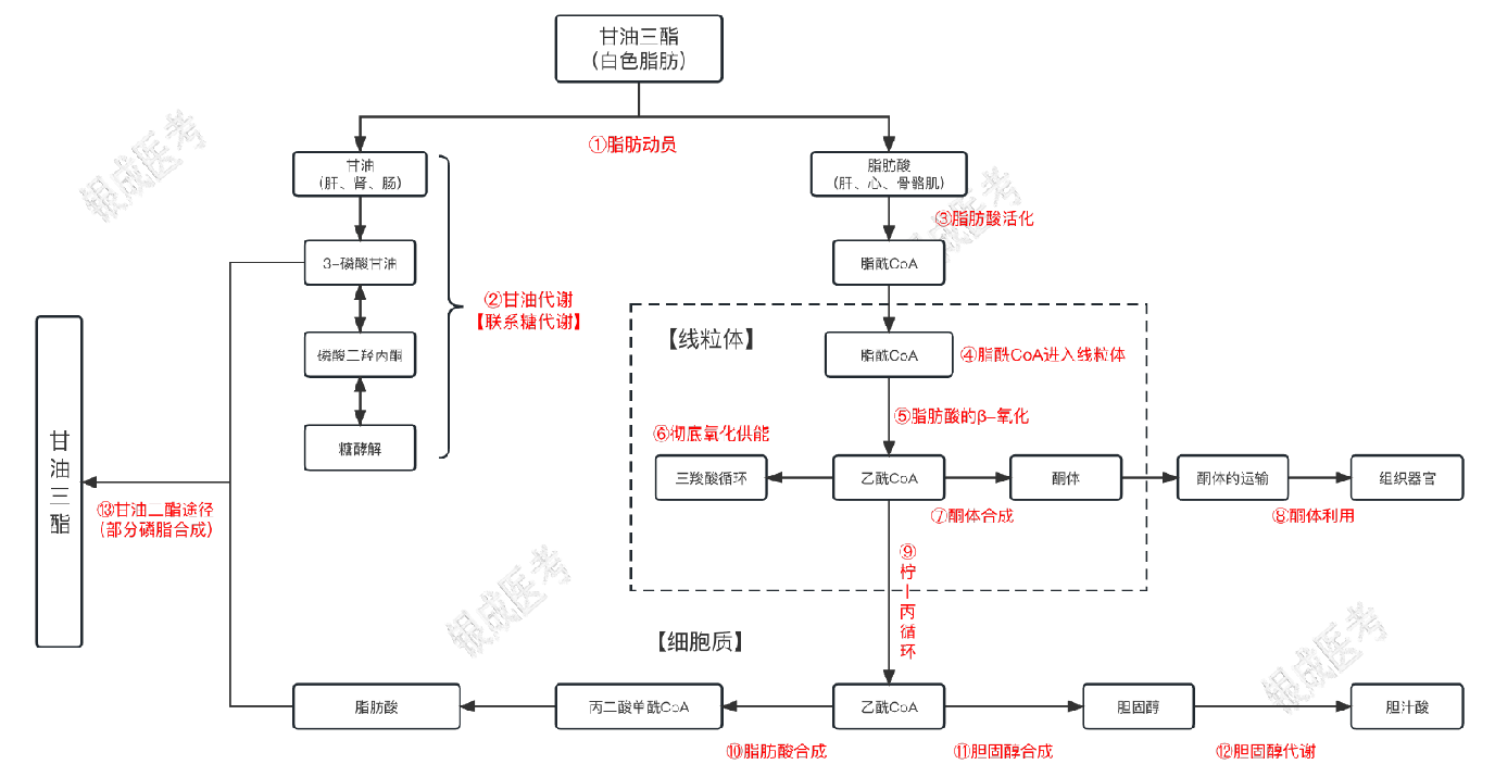 甘油三酯代谢汇总