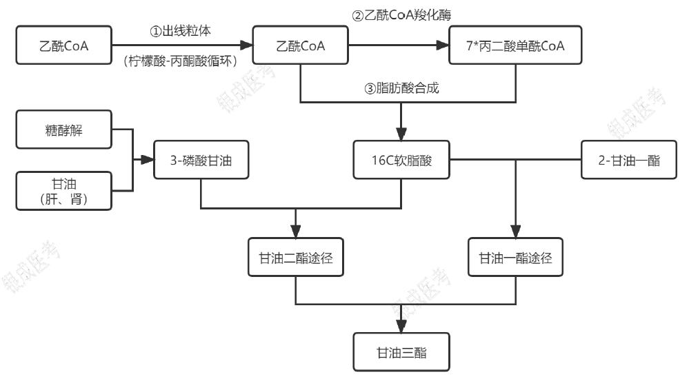 甘油三酯的合成