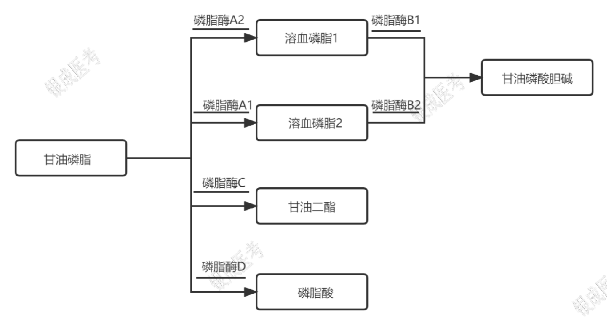 甘油磷脂的分解