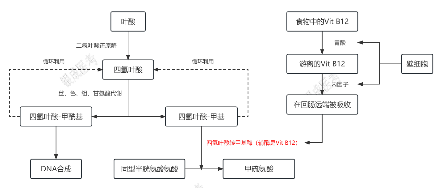 维生素 B12 与叶酸在物质代谢中的作用