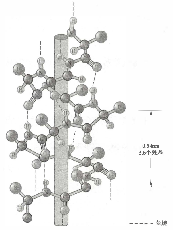 α-螺旋