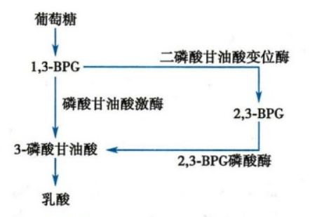 2,3-二磷酸甘油酸支路