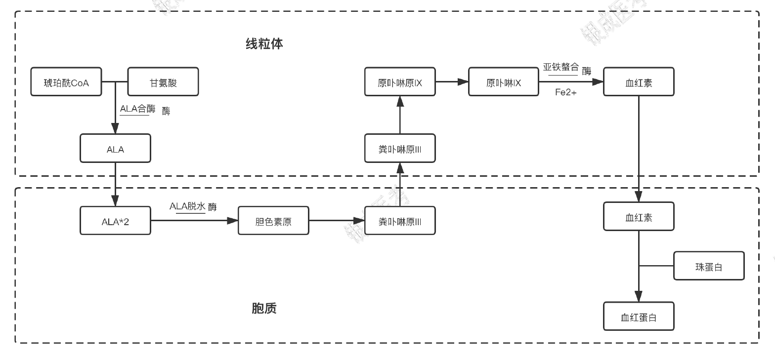 血红素合成过程