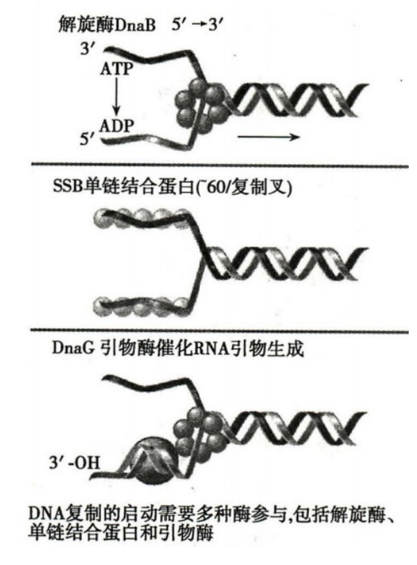 起始复合物形成