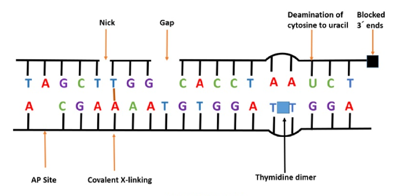 DNA 损伤类型