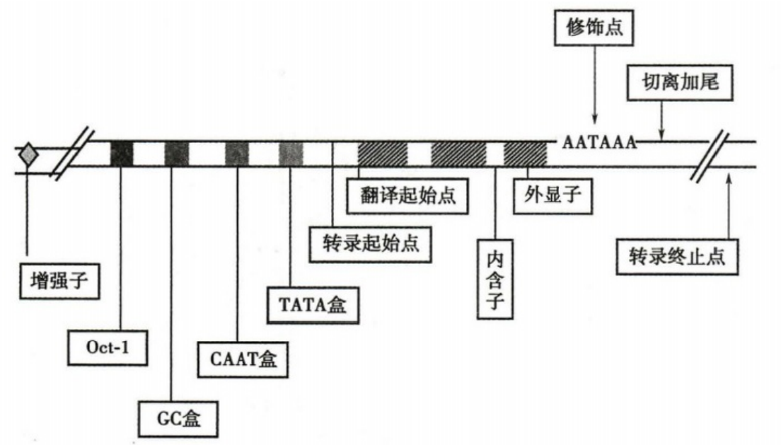 真核 RNA pol Ⅱ 识别的部分启动子共有序列