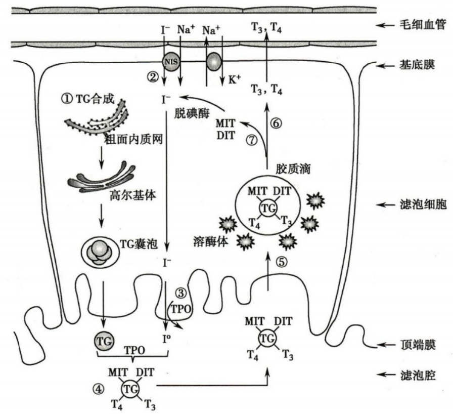 甲状腺激素的合成与分泌