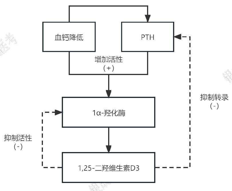 PTH 与钙三醇的相互调节作用