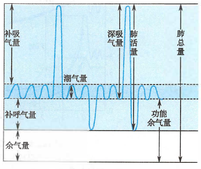 肺容积和肺容量图解