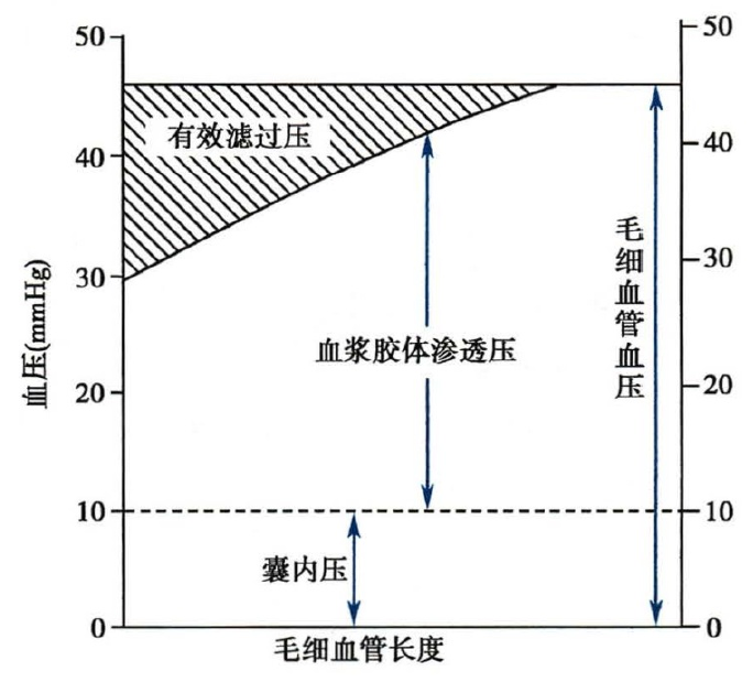 肾小球有效滤过压