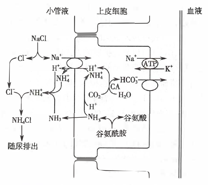 肾小管分泌 H<sup>+</sup> 和 NH<sub>3</sub>/NH<sub>4</sub><sup>+</sup> 的机制