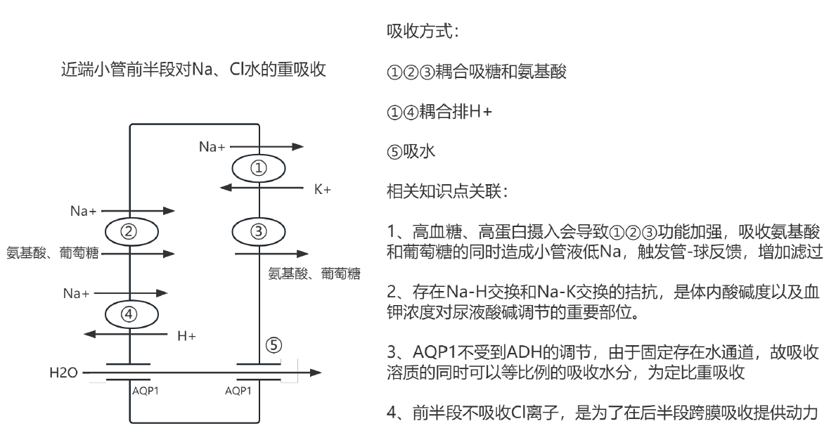 近端小管前半段的物质转运