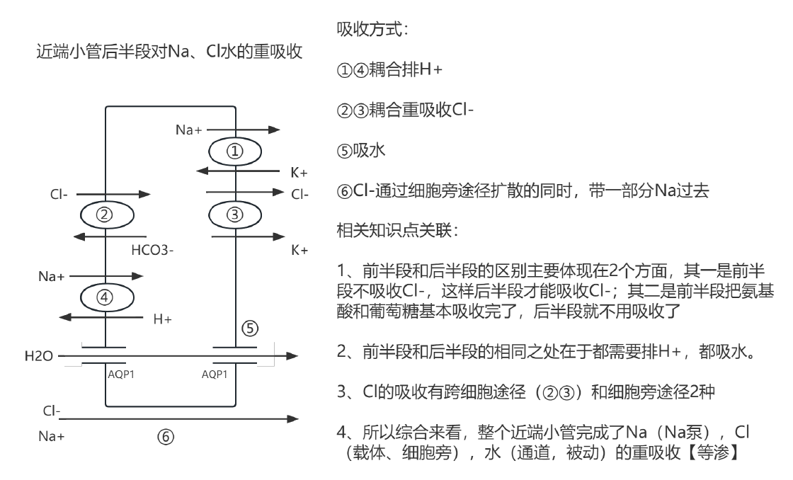 近端小管后半段的物质转运