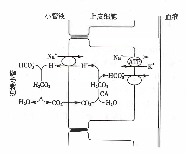 近端小管重吸收 HCO<sub>3</sub><sup>-</sup> 的细胞机制