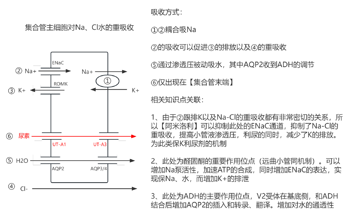 集合管主细胞的物质转运