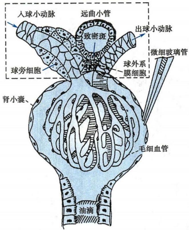 球旁器