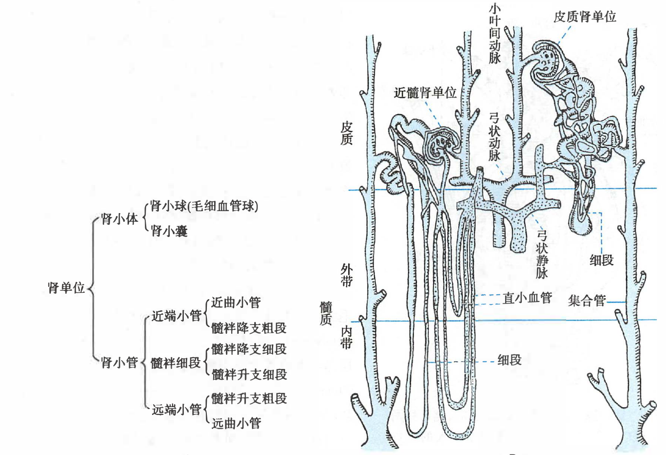 肾单位示意图