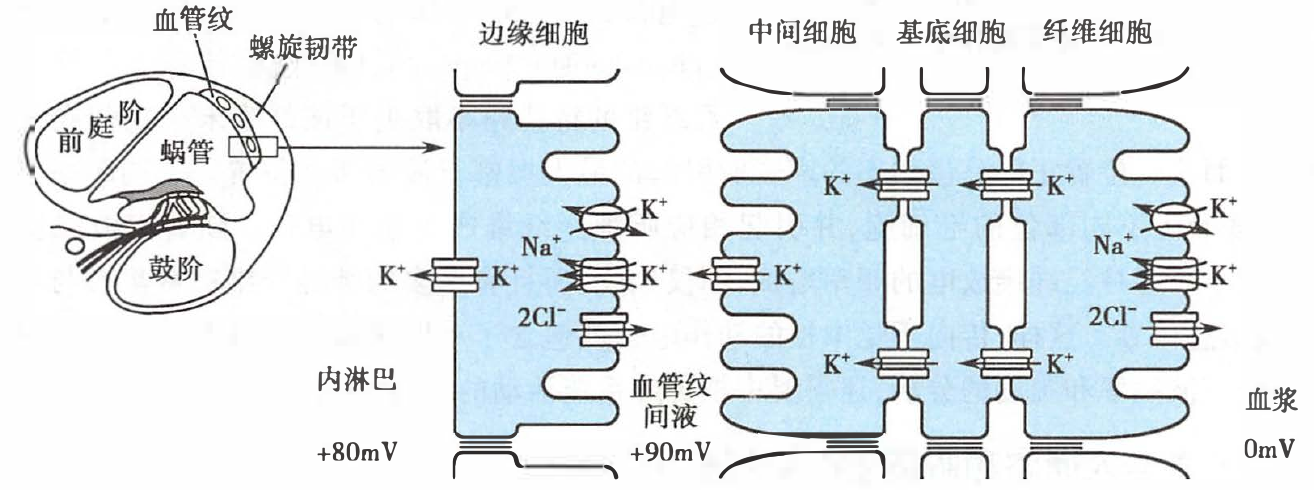 血管纹在产生和维持耳蜗内淋巴高钾中的作用机制示意图