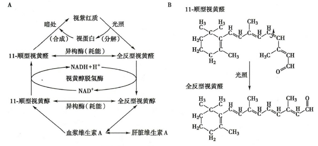 视紫红质的光化学反应模式图