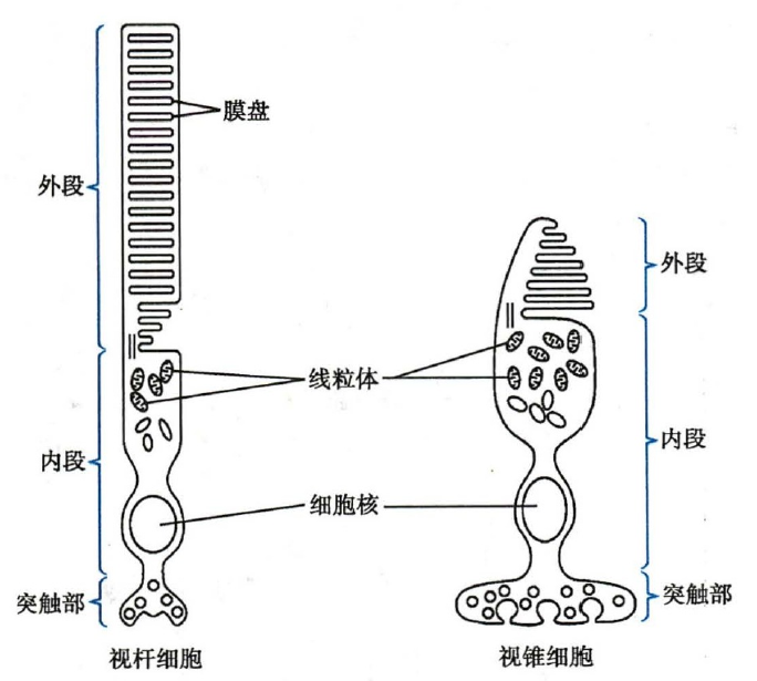 视锥细胞和视杆细胞模式图