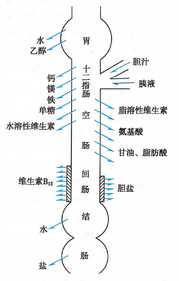 各物质在小肠吸收的部位