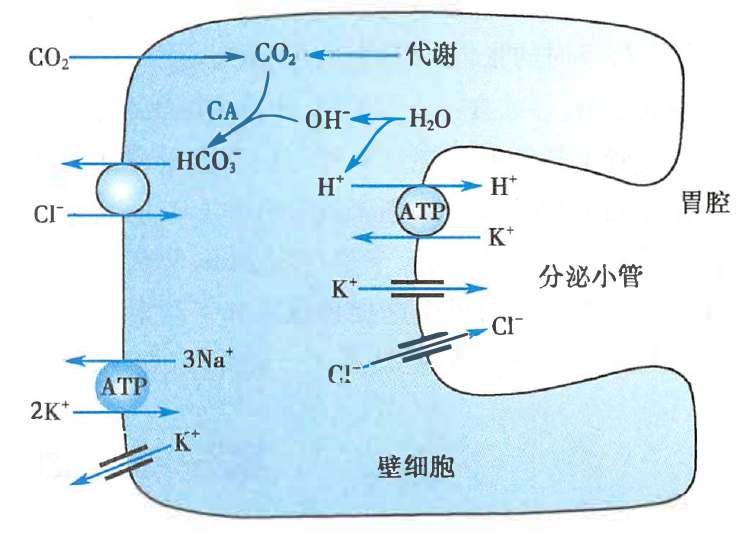 胃黏膜壁细胞分泌盐酸的基本过程模式图