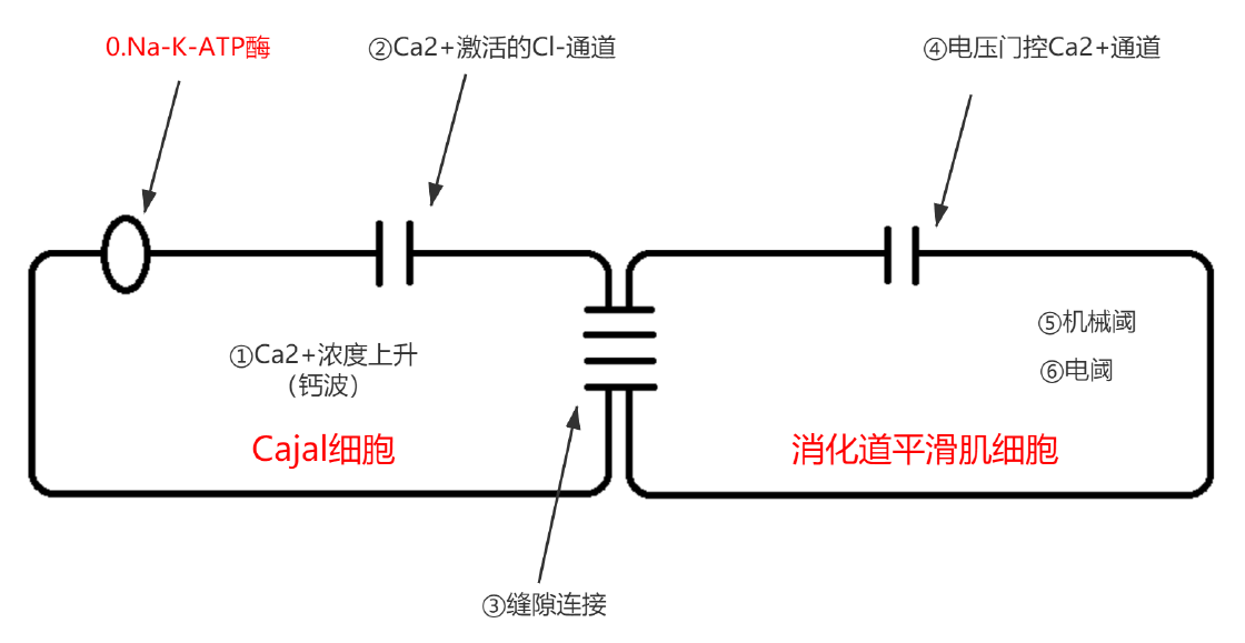 消化道平滑肌电生理机制