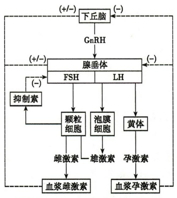 下丘脑-垂体-卵巢轴