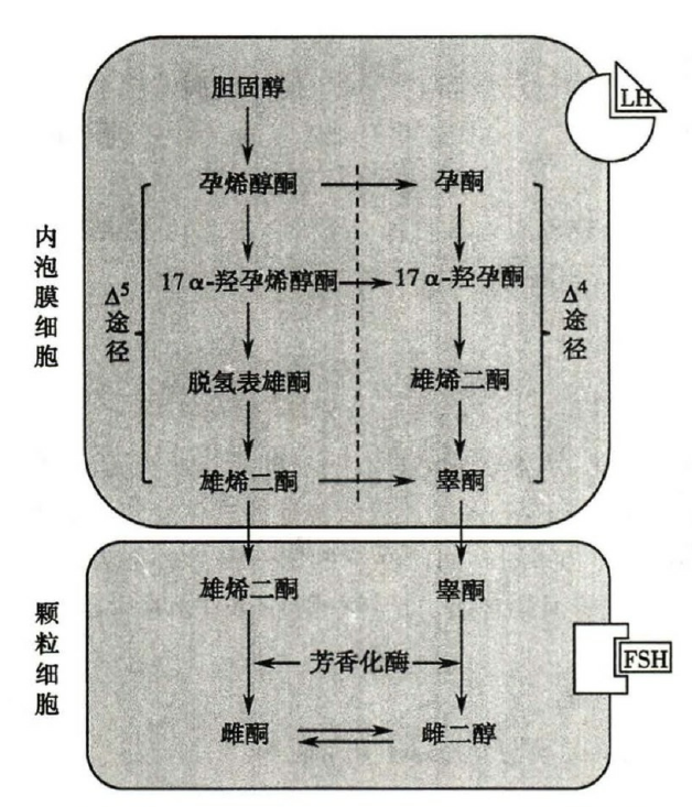 卵巢雌激素合成的双重细胞学说