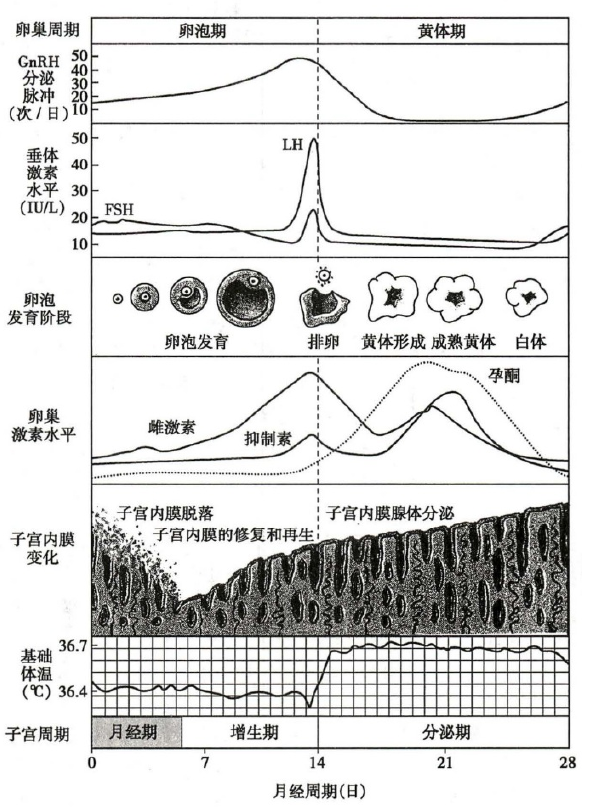 月经周期和激素分泌