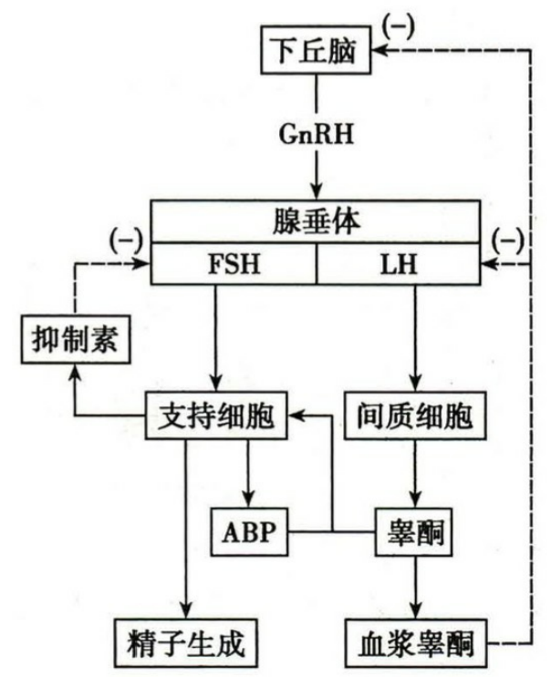 下丘脑-睾丸-垂体轴