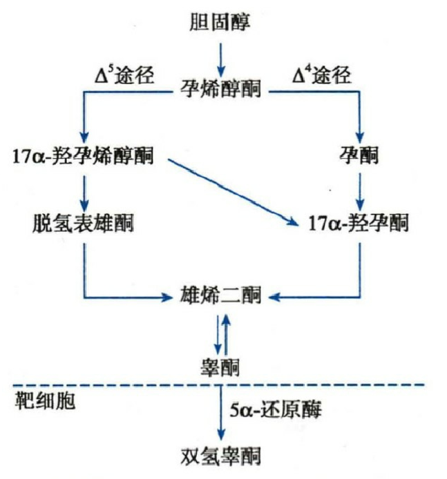 雄激素的合成过程