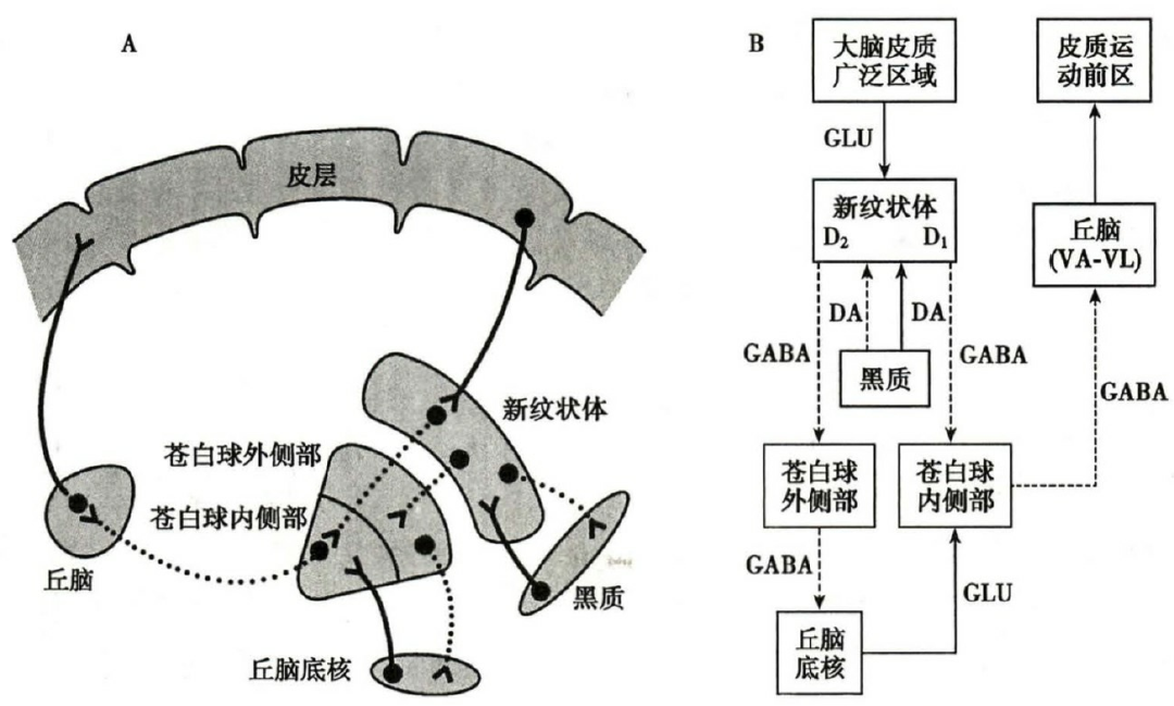 基底神经节与大脑皮层之间神经回路的模式图