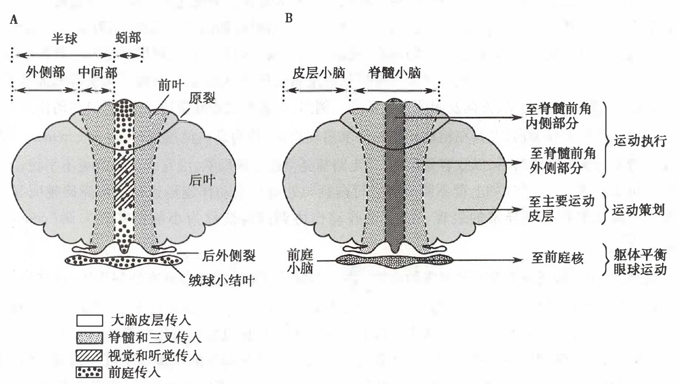 小脑的分区与传入（A）、传入纤维（B）联系示意图