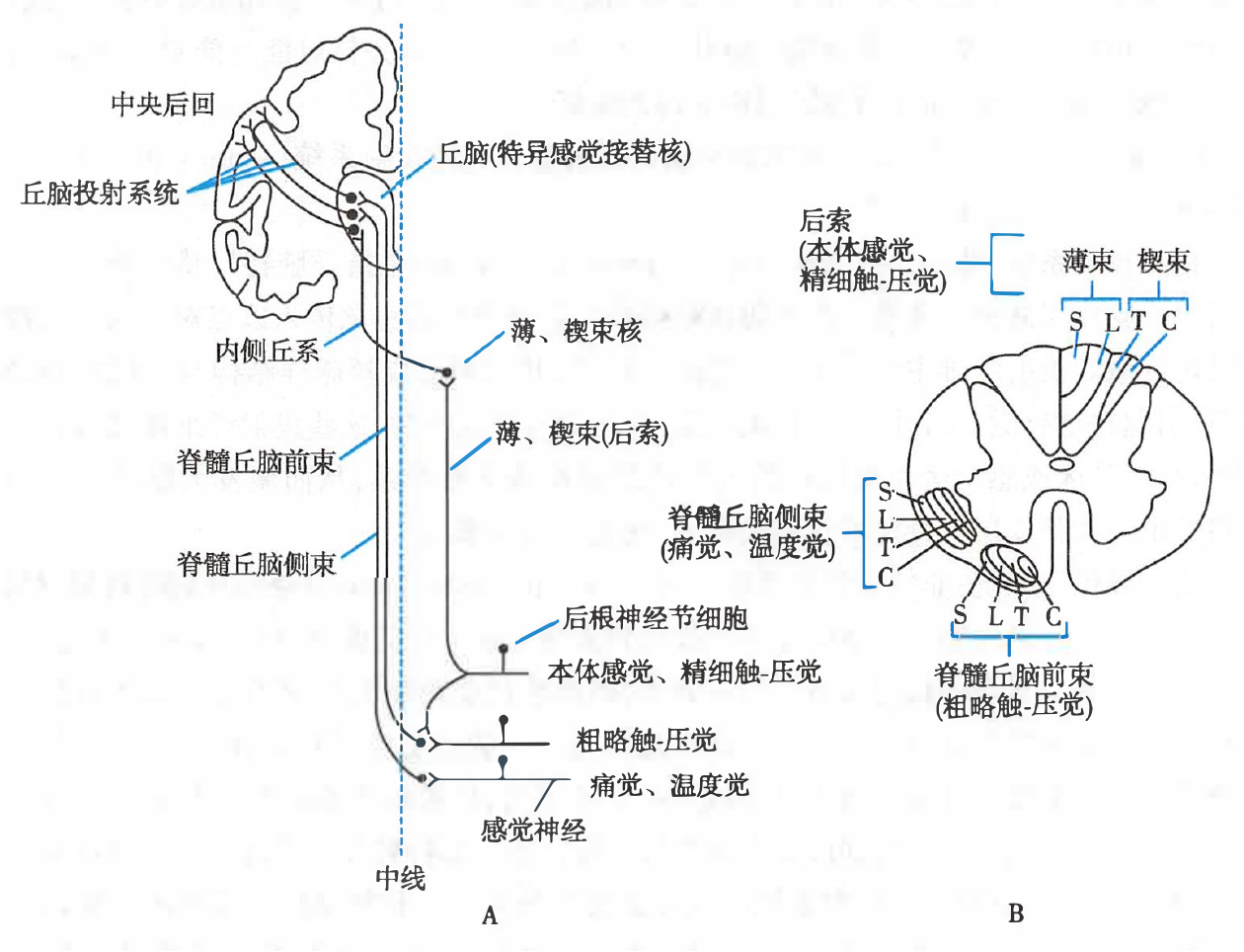 躯体感觉传导通路（A）和感觉通路横断面（B）示意图