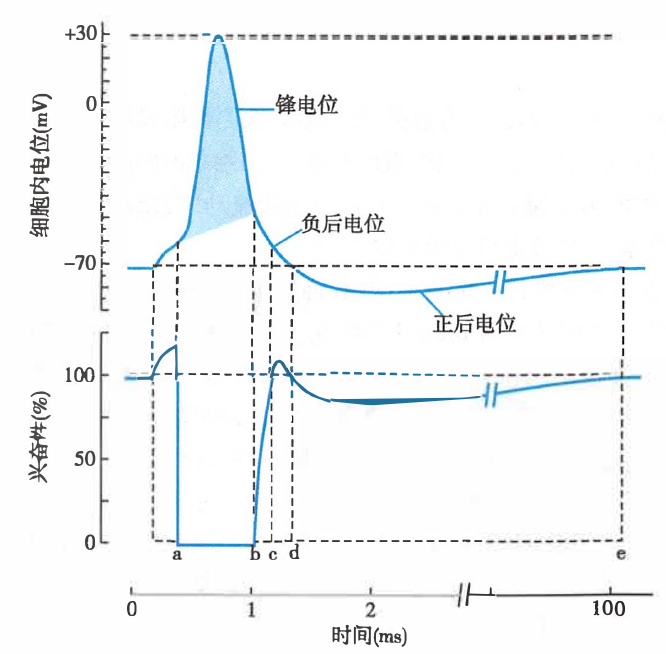 兴奋性的变化