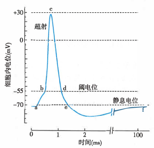 神经纤维动作电位模式图