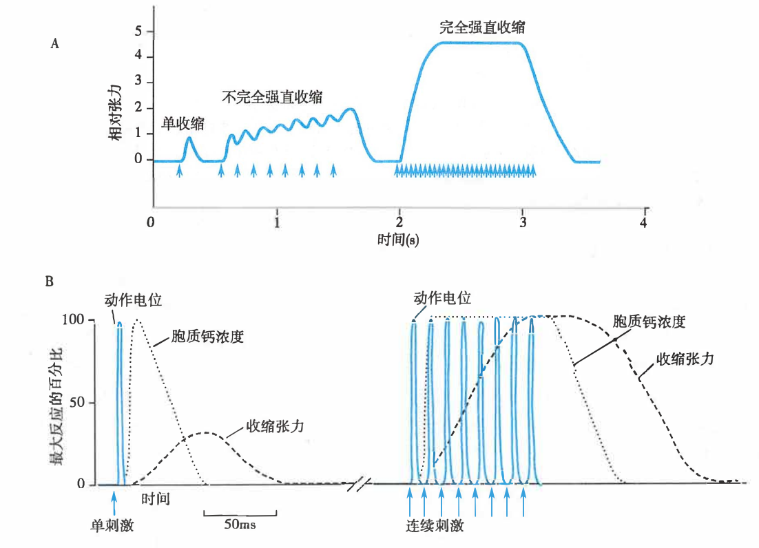 刺激频率对骨骼肌收缩形式（A）和胞质钙浓度（B）的影响