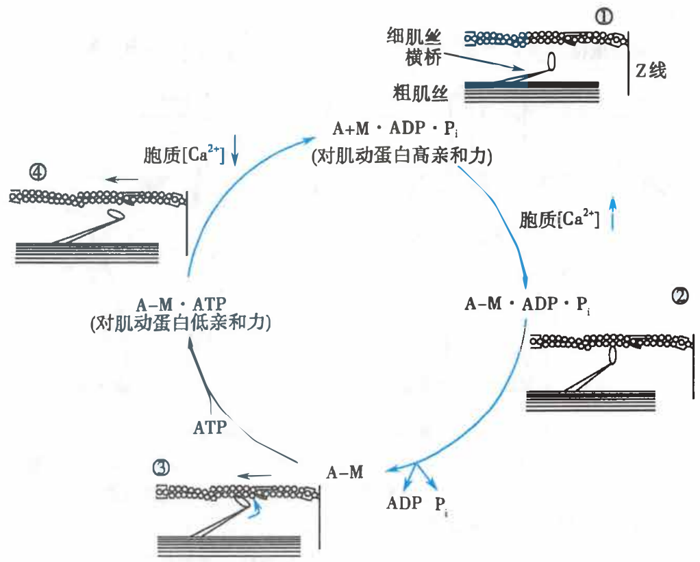 横桥周期